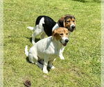 Small #2 Beagle-German Shepherd Dog Mix
