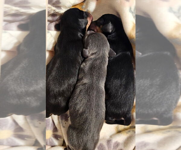 Medium Photo #5 Dachshund Puppy For Sale in REPUBLIC, MO, USA
