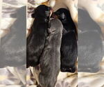 Small #4 Dachshund