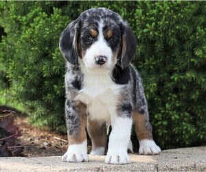 Australian Shepherd-Beagle Mix Puppy for sale in FREDERICKSBG, OH, USA