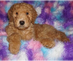 Labradoodle Puppy for sale in LA HABRA, CA, USA
