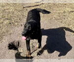 Small #11 Labrador Retriever Mix