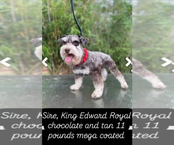Medium Photo #1 Schnauzer (Miniature) Puppy For Sale in RESCUE, CA, USA