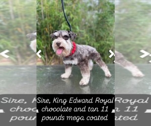 Father of the Schnauzer (Miniature) puppies born on 04/09/2026
