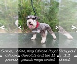 Small Photo #1 Schnauzer (Miniature) Puppy For Sale in RESCUE, CA, USA