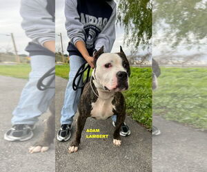 ADAM LAMBERT - Male Mutt Dog for Adoption - Photo #4
