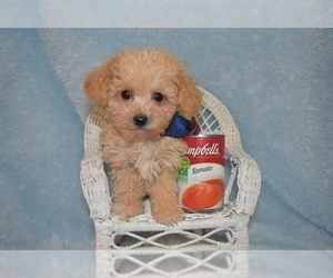 Maltipoo Puppy for sale in SANGER, TX, USA