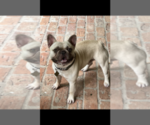 Small Photo #1 French Bulldog Puppy For Sale in COVINGTON, LA, USA