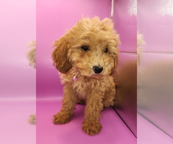 Medium Photo #1 Poodle (Miniature) Puppy For Sale in BLUE MOUND, TX, USA
