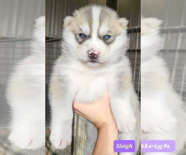 Medium Photo #2 Siberian Husky Puppy For Sale in MIAMI, OK, USA