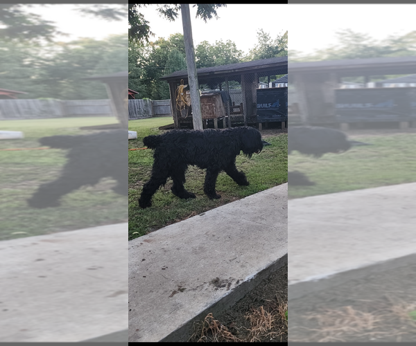 Medium Photo #2 Schnauzer (Giant) Puppy For Sale in DOUGLASVILLE, GA, USA