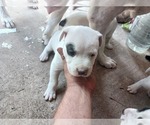 Small Photo #1 American Staffordshire Terrier-Dogo Argentino Mix Puppy For Sale in CANTON, TX, USA