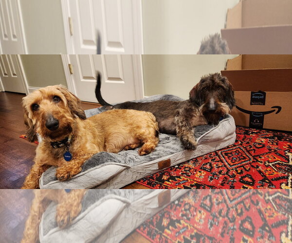 Medium Photo #4 Dachshund Puppy For Sale in Fruitland, SC, USA