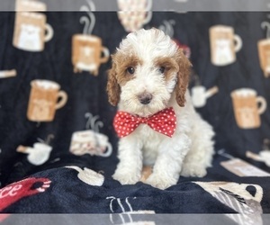 Cock-A-Poo Puppy for sale in LAKELAND, FL, USA