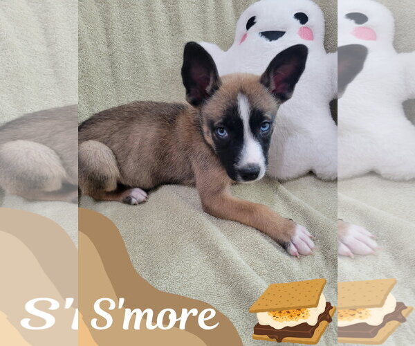 Medium Photo #1 Mutt Puppy For Sale in Sandy, UT, USA