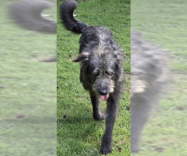 Medium Photo #5 Irish Wolfhound-Poodle (Standard) Mix Puppy For Sale in Newfoundland, PA, USA