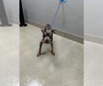 Small Mutt