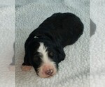Small Photo #2 Bernedoodle Puppy For Sale in OMAHA, NE, USA