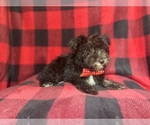 Small #5 Schnauzer (Miniature)