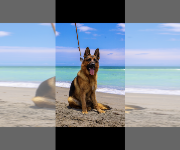 Medium Photo #1 German Shepherd Dog Puppy For Sale in PALM BEACH GARDENS, FL, USA