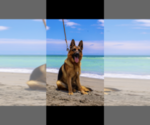 Small Photo #1 German Shepherd Dog Puppy For Sale in PALM BEACH GARDENS, FL, USA