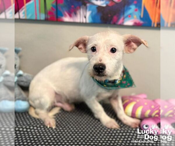 Medium Photo #4 Chihuahua-Unknown Mix Puppy For Sale in Washington, DC, USA