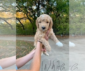 Goldendoodle Puppy for sale in BRKN ARW, OK, USA