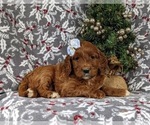 Small Photo #4 Irish Setter-Poodle (Miniature) Mix Puppy For Sale in BIRD IN HAND, PA, USA