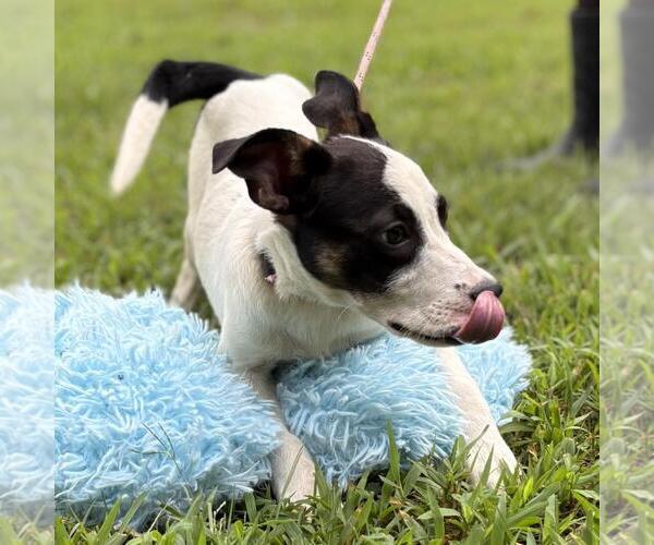 Medium Photo #4 Labrenees Puppy For Sale in Yardley, PA, USA