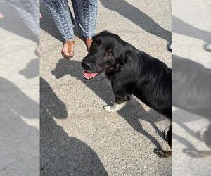 Australian Shepherd-Unknown Mix Dogs for adoption in Oklahoma City, OK, USA