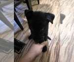 Small Photo #11 Gerberian Shepsky Puppy For Sale in CONWAY, SC, USA