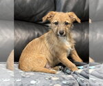 Small #1 Mutt
