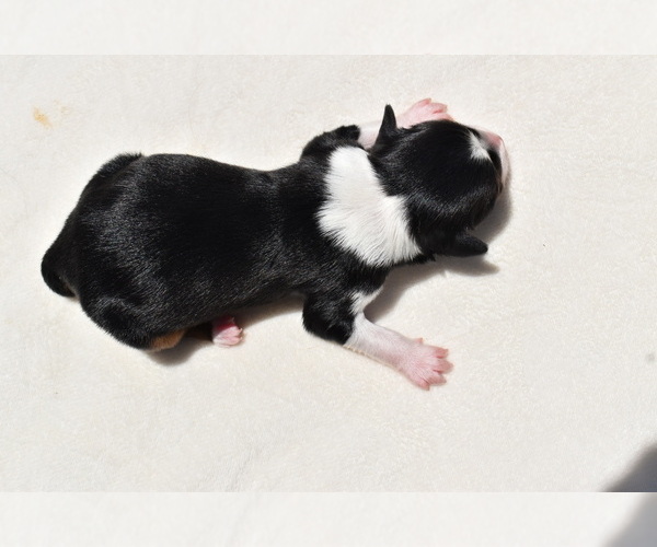 Medium Photo #6 Miniature Australian Shepherd Puppy For Sale in PALM COAST, FL, USA