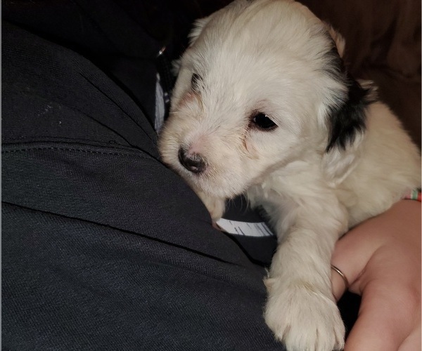 Medium Photo #13 Bernedoodle (Miniature) Puppy For Sale in LEETONIA, OH, USA