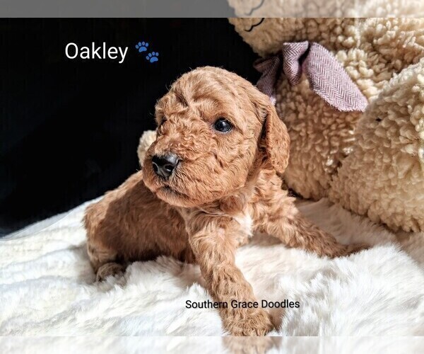 Medium Photo #35 Goldendoodle (Miniature) Puppy For Sale in GASTONIA, NC, USA