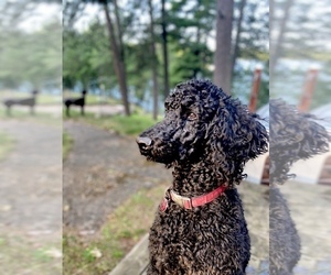 Father of the Sheepadoodle puppies born on 03/03/2023