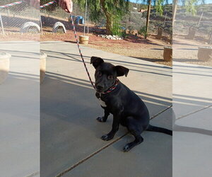 Love - Female Labrador Retriever-Unknown Mix Dog for Adoption - Photo #3