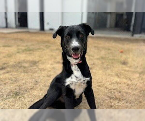 Medium Photo #2 Labrador Retriever Puppy For Sale in Temple, TX, USA