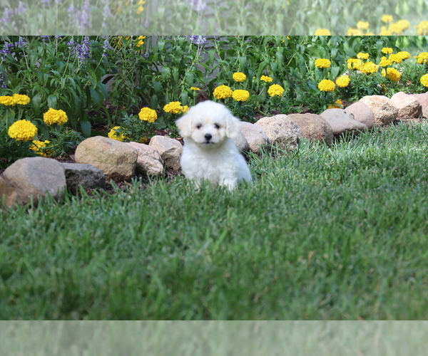 Medium Photo #10 Bichon Frise Puppy For Sale in HUMBOLDT, IL, USA