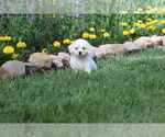 Small Photo #27 Bichon Frise Puppy For Sale in HUMBOLDT, IL, USA