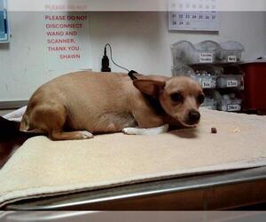 Chihuahua Dogs for adoption in Martinez, CA, USA