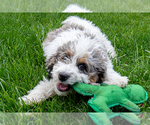 Small Photo #8 Bernedoodle (Miniature) Puppy For Sale in ROY, UT, USA