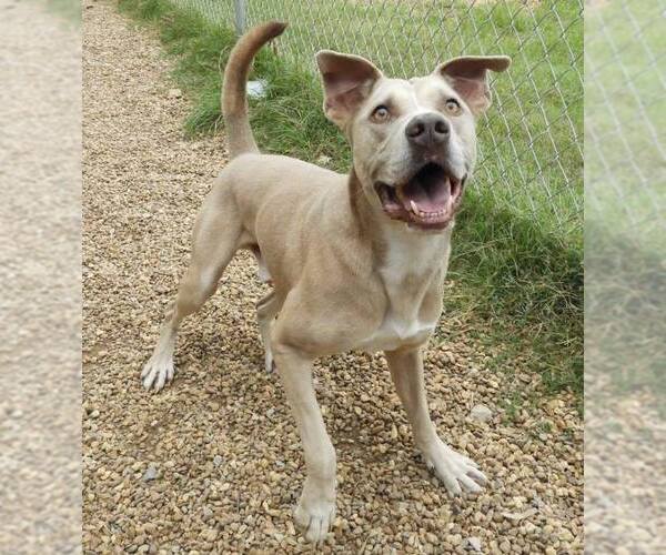 Medium Photo #3 American Pit Bull Terrier-Unknown Mix Puppy For Sale in Anniston, AL, USA