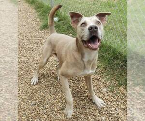 Jenson - Male American Pit Bull Terrier-Unknown Mix Dog for Adoption - Photo #3