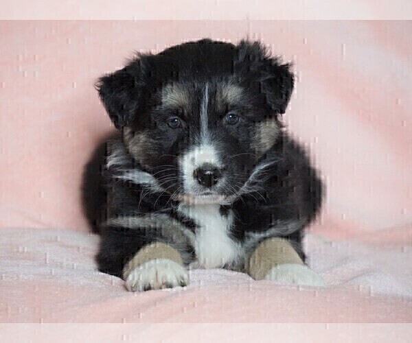 Medium Photo #3 Australian Shepherd Puppy For Sale in FREDERICKSBG, OH, USA