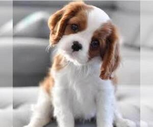Cavalier King Charles Spaniel Puppy for sale in PORTLAND, ME, USA
