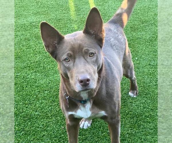 Medium Photo #2 Labrador Retriever-Unknown Mix Puppy For Sale in San Diego, CA, USA