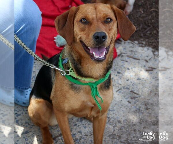 Medium Photo #7 Retriever -Unknown Mix Puppy For Sale in Washington, DC, USA