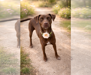 Colonial Cocker Spaniel-Labrador Retriever Mix Dogs for adoption in Phoenix, AZ, USA