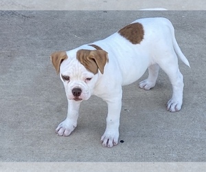American Bulldog Puppy for sale in LANCASTER, TX, USA